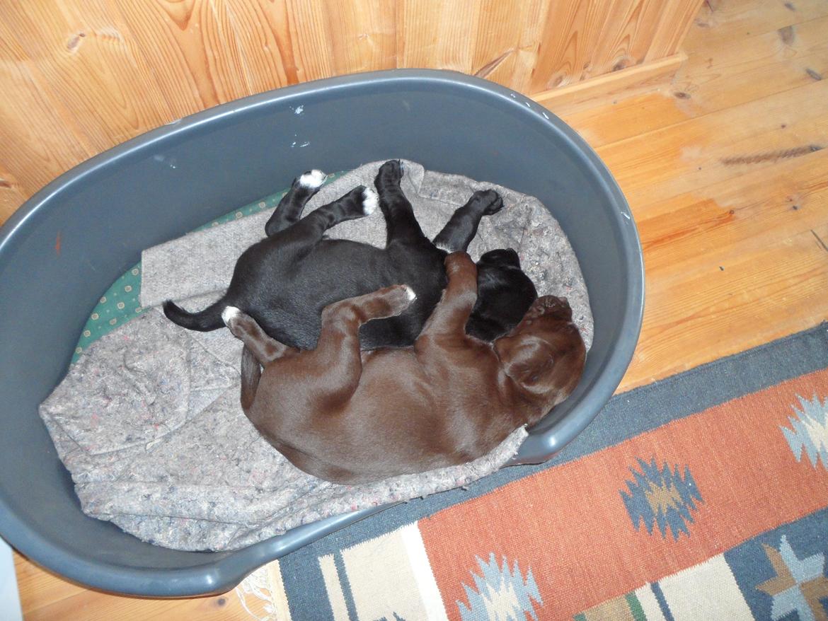 Labrador retriever Anthon(slogt) billede 11