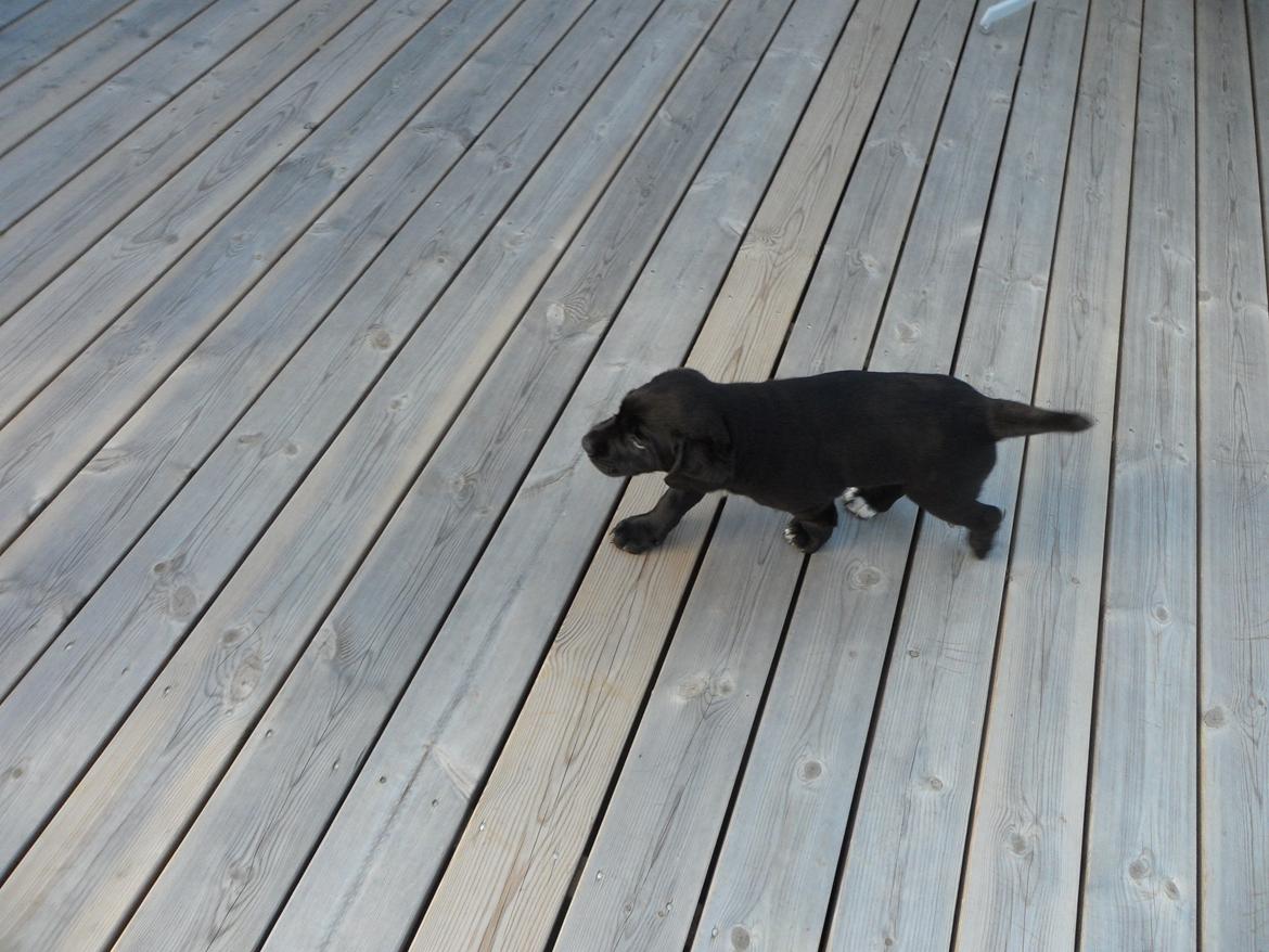 Labrador retriever Anthon(slogt) billede 14