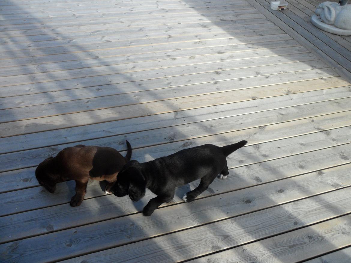 Labrador retriever Anthon(slogt) billede 15