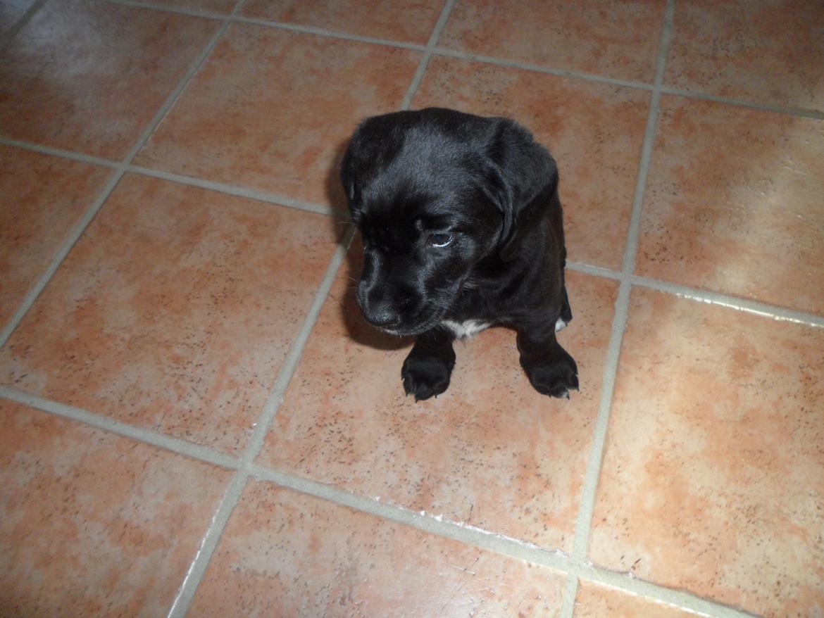 Labrador retriever Anthon(slogt) billede 16