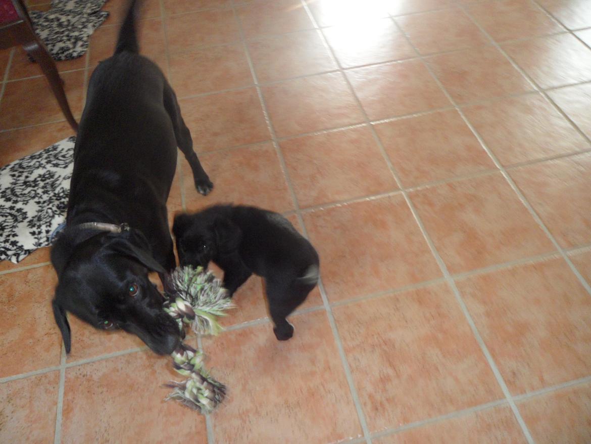 Labrador retriever Anthon(slogt) billede 17