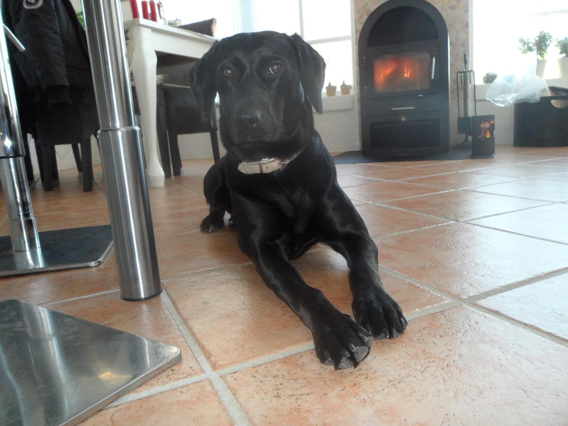 Labrador retriever Trille billede 16