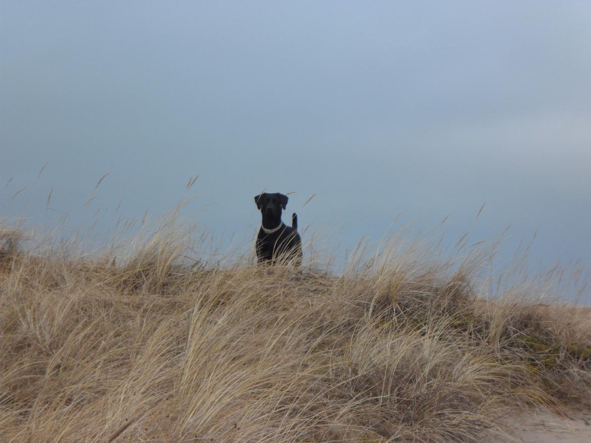 Labrador retriever Trille billede 17