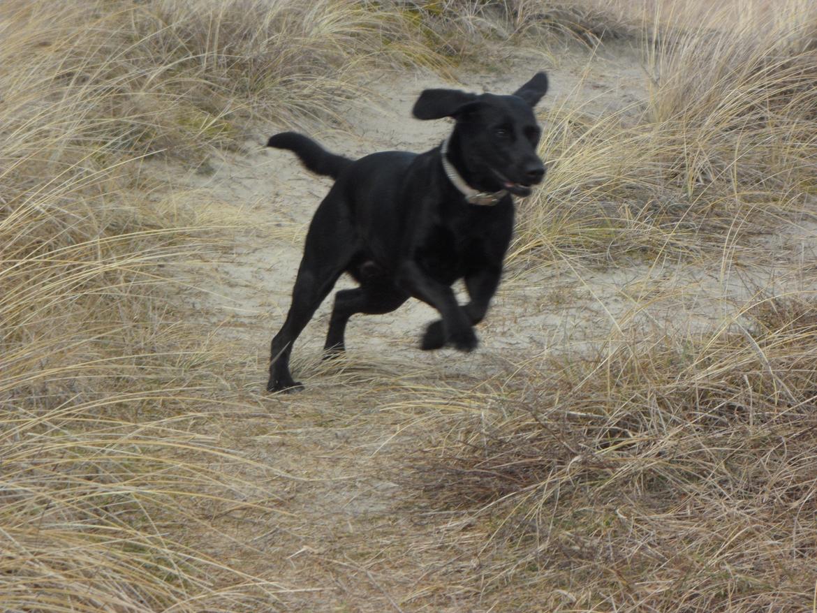 Labrador retriever Trille billede 18