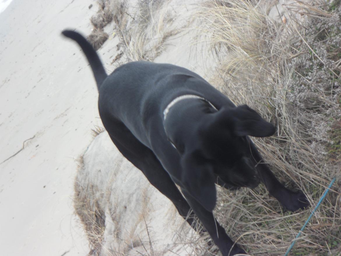 Labrador retriever Trille billede 19