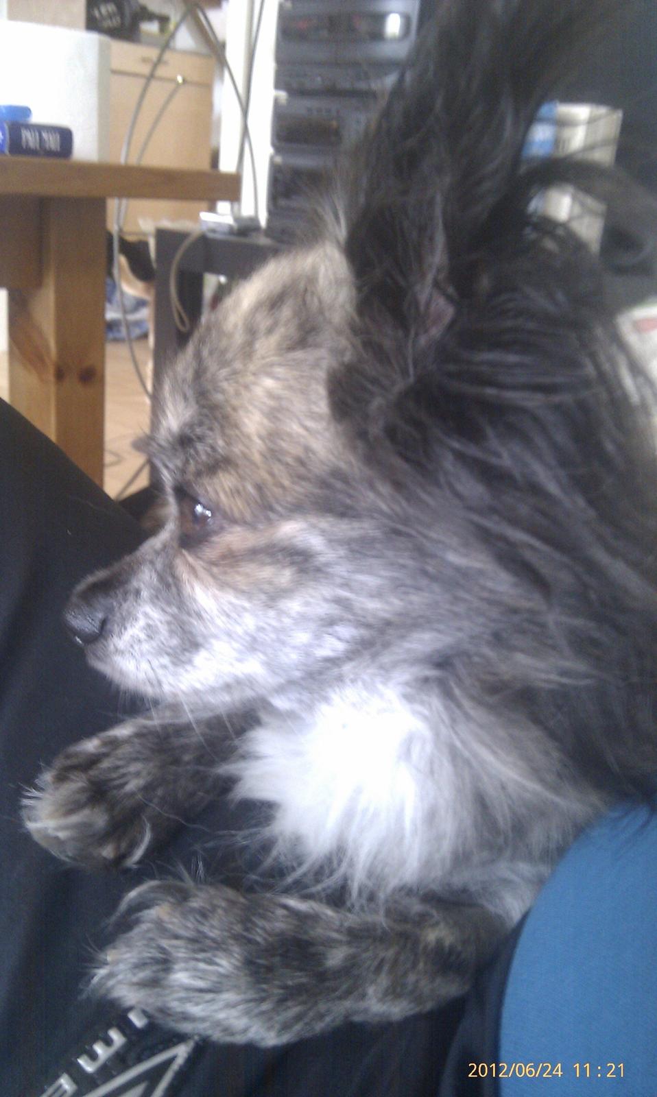 Chihuahua stars Danny ( Carlos) billede 1