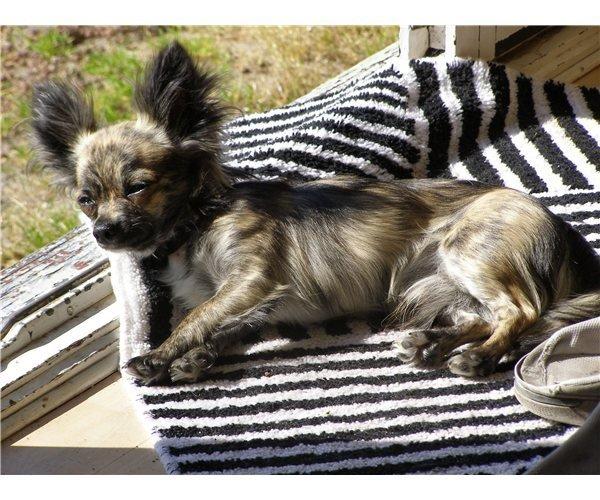 Chihuahua stars Danny ( Carlos) billede 2