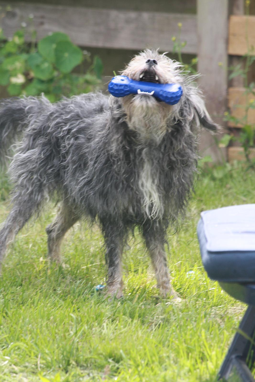 Blanding af racer Tiggi "Curley sue" billede 1