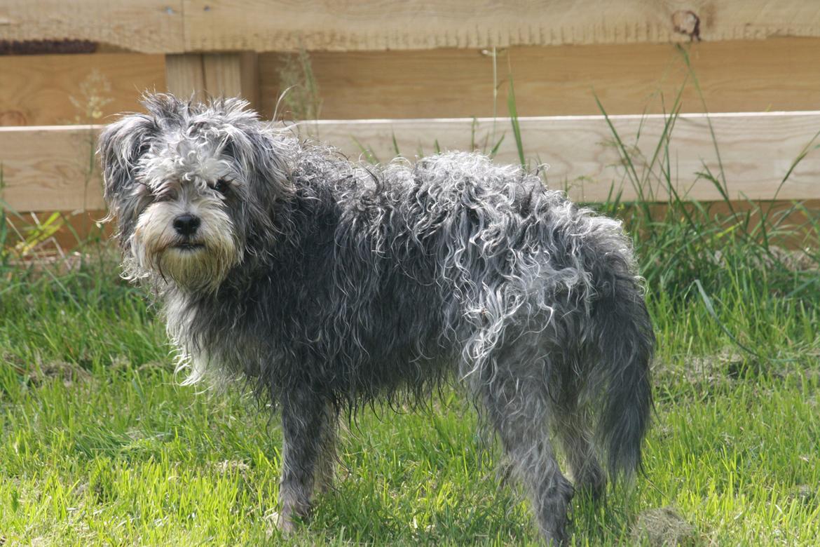 Blanding af racer Tiggi "Curley sue" billede 2