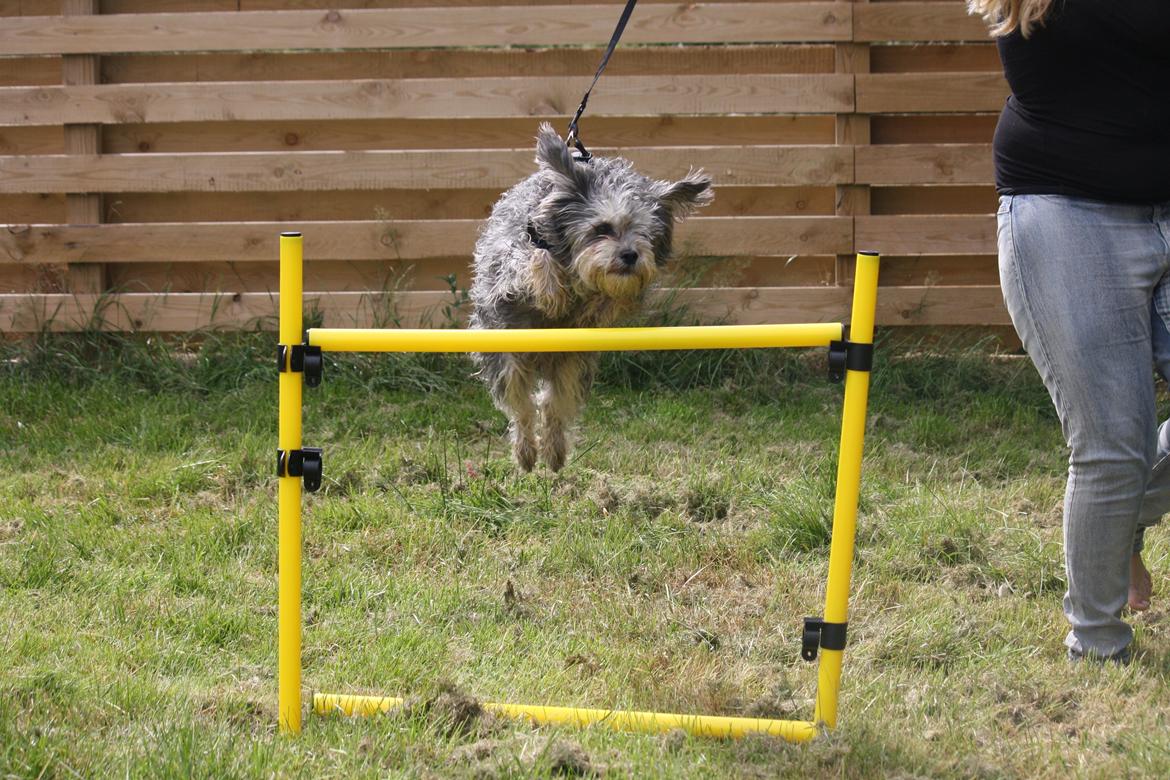 Blanding af racer Tiggi "Curley sue" billede 3