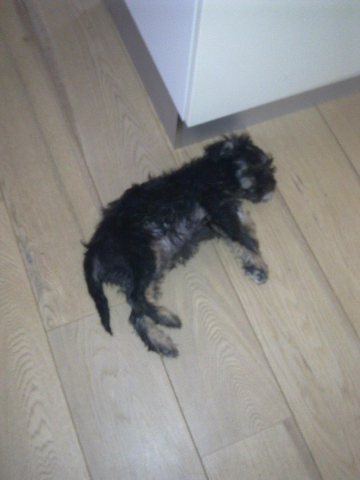 Blanding af racer Tiggi "Curley sue" billede 4