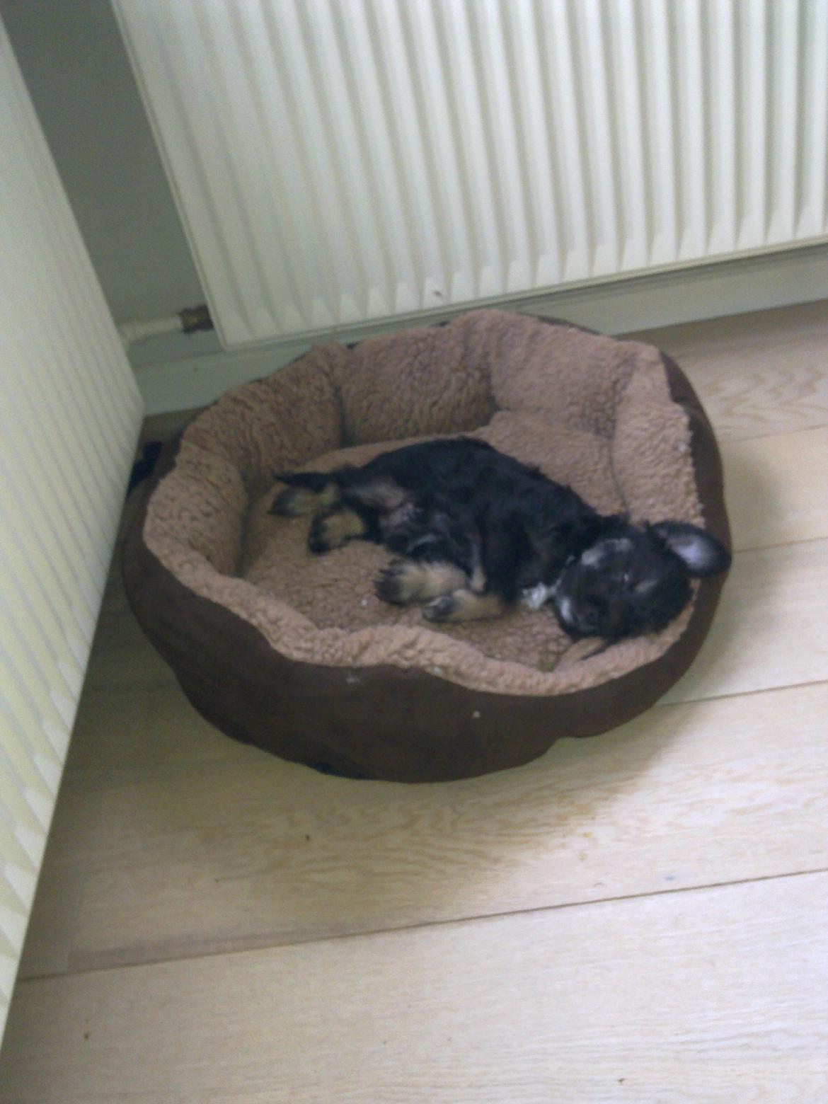 Blanding af racer Tiggi "Curley sue" billede 5