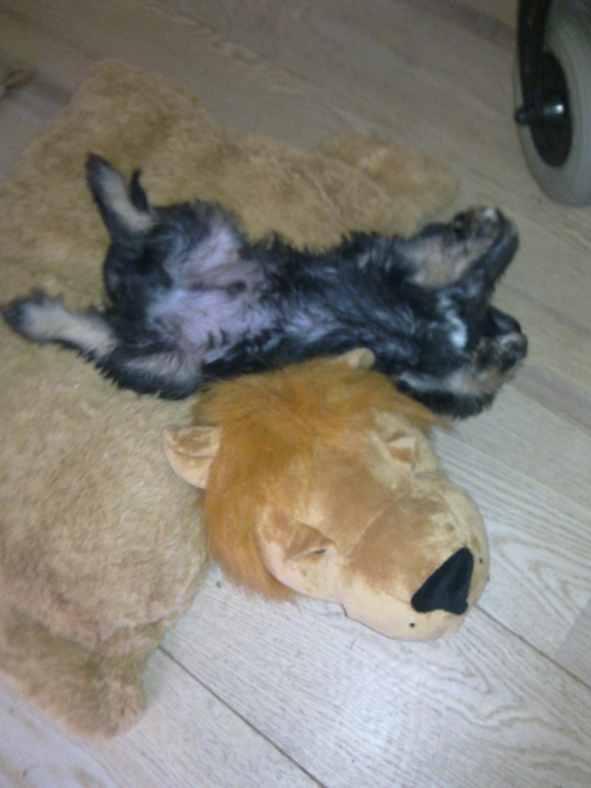 Blanding af racer Tiggi "Curley sue" billede 6