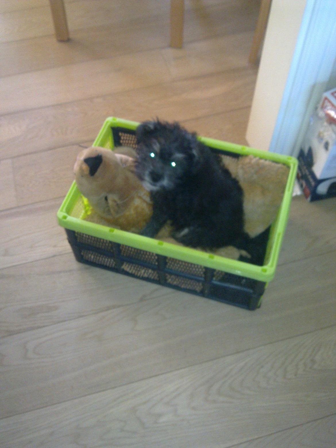 Blanding af racer Tiggi "Curley sue" billede 7