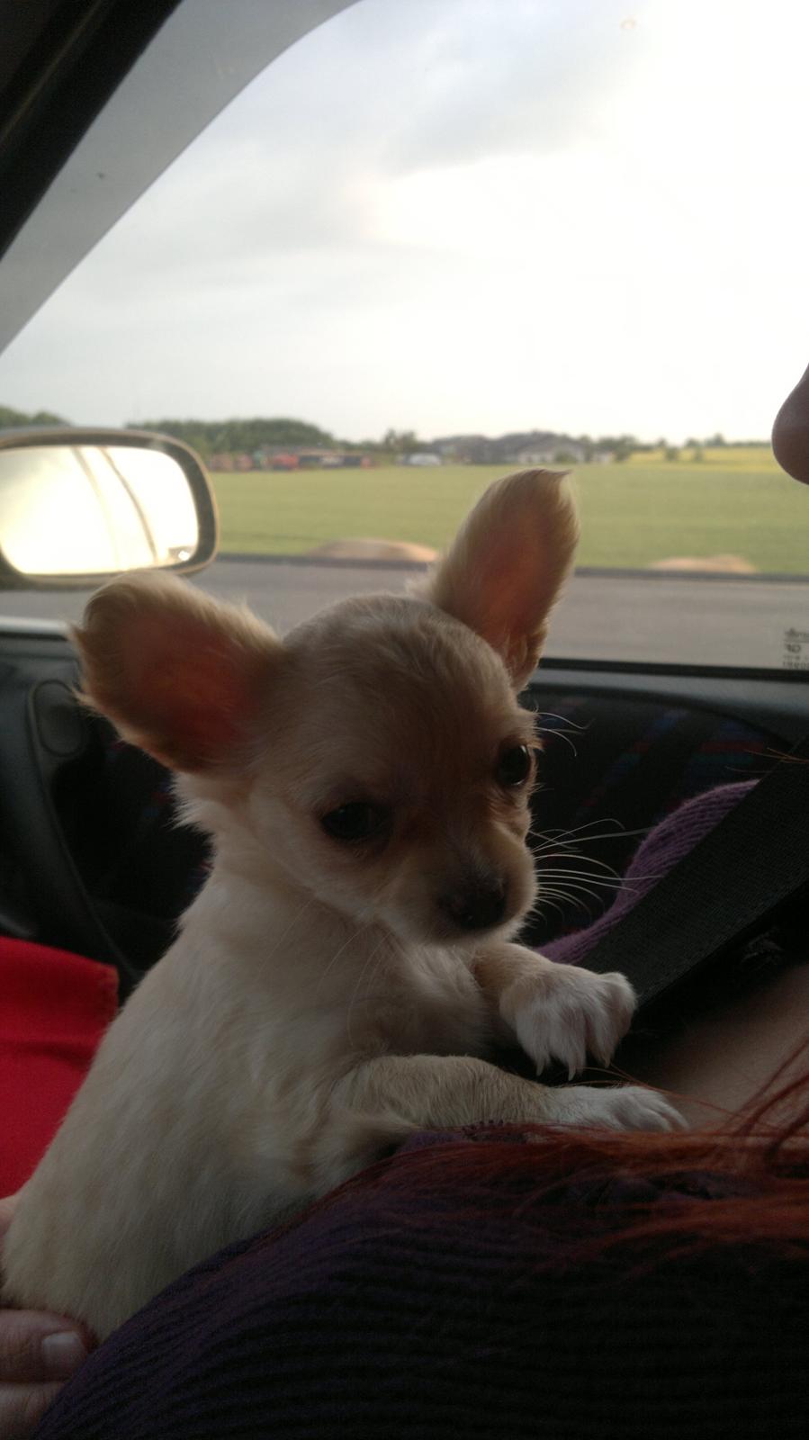 Chihuahua Chi-Royal`s Duchess Damaris billede 1