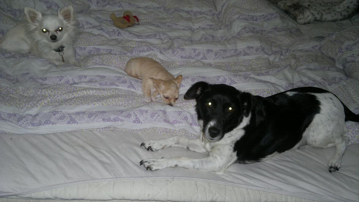 Chihuahua Chi-Royal`s Duchess Damaris billede 2