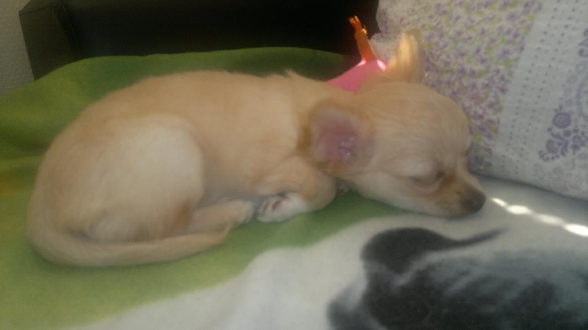 Chihuahua Chi-Royal`s Duchess Damaris billede 3