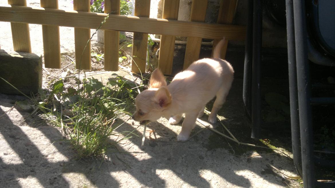 Chihuahua Chi-Royal`s Duchess Damaris billede 4