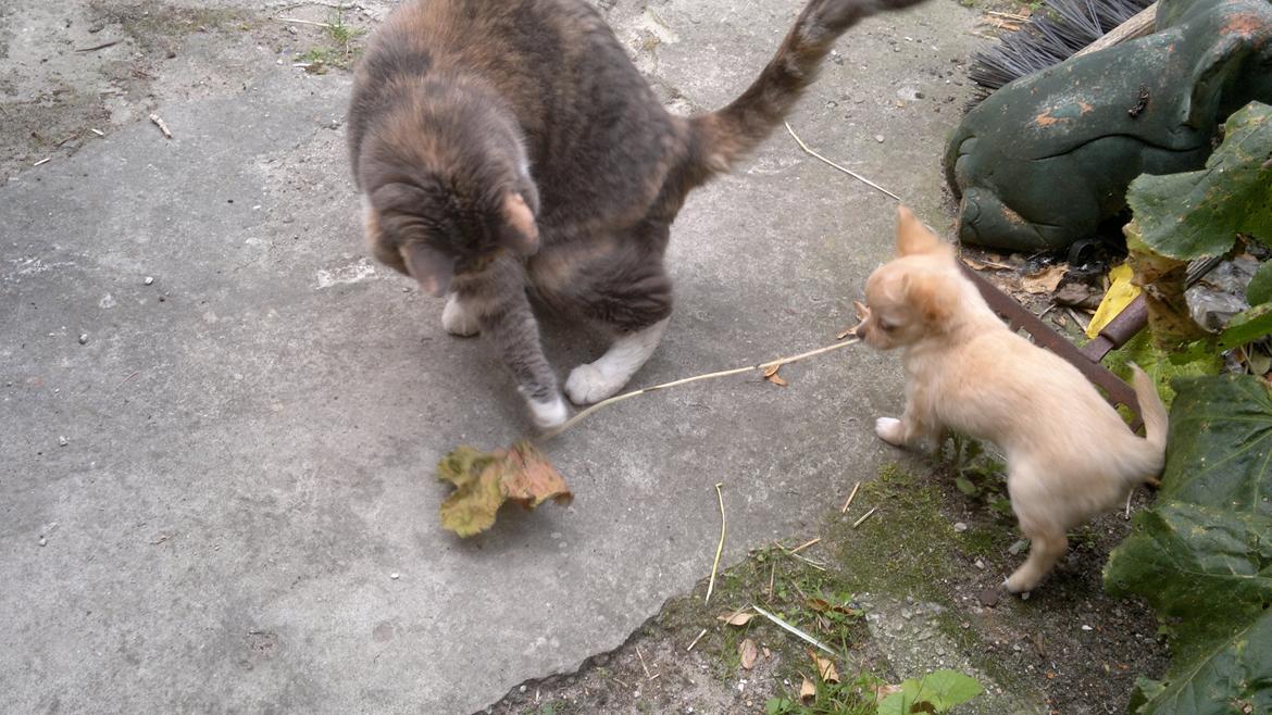 Chihuahua Chi-Royal`s Duchess Damaris billede 5