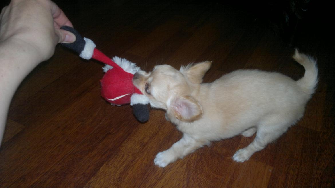 Chihuahua Chi-Royal`s Duchess Damaris billede 6