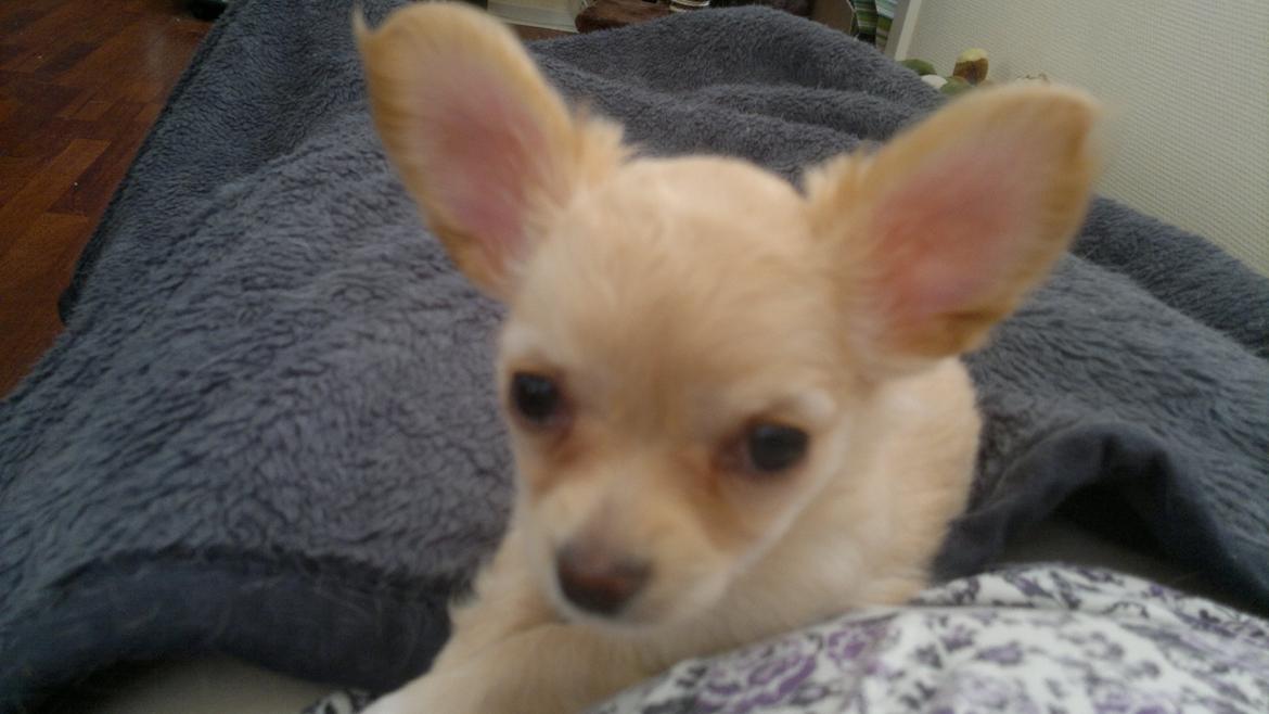 Chihuahua Chi-Royal`s Duchess Damaris billede 7