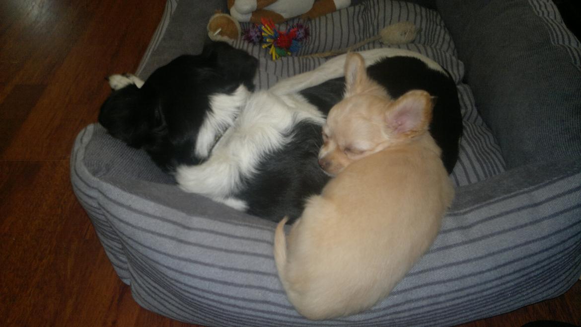 Chihuahua Chi-Royal`s Duchess Damaris billede 8