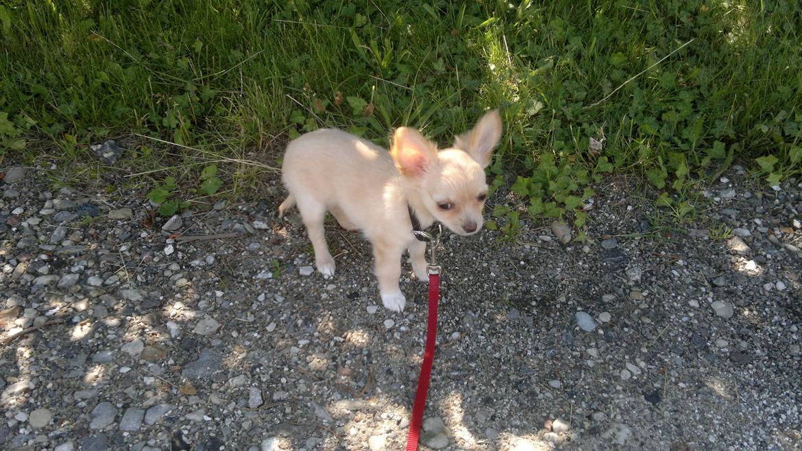 Chihuahua Chi-Royal`s Duchess Damaris billede 9