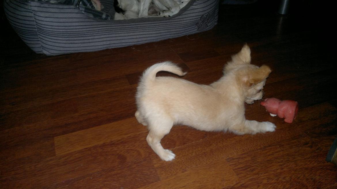 Chihuahua Chi-Royal`s Duchess Damaris billede 10