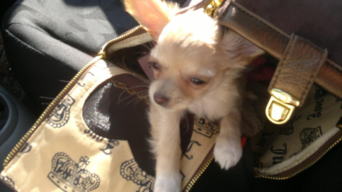 Chihuahua Chi-Royal`s Duchess Damaris billede 11