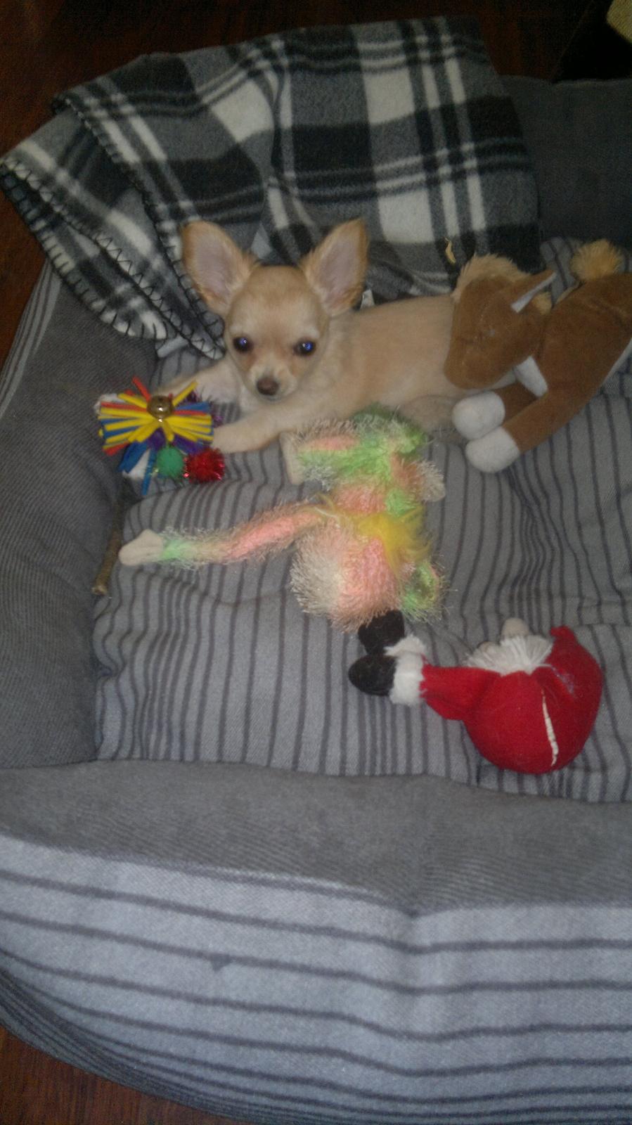 Chihuahua Chi-Royal`s Duchess Damaris billede 12