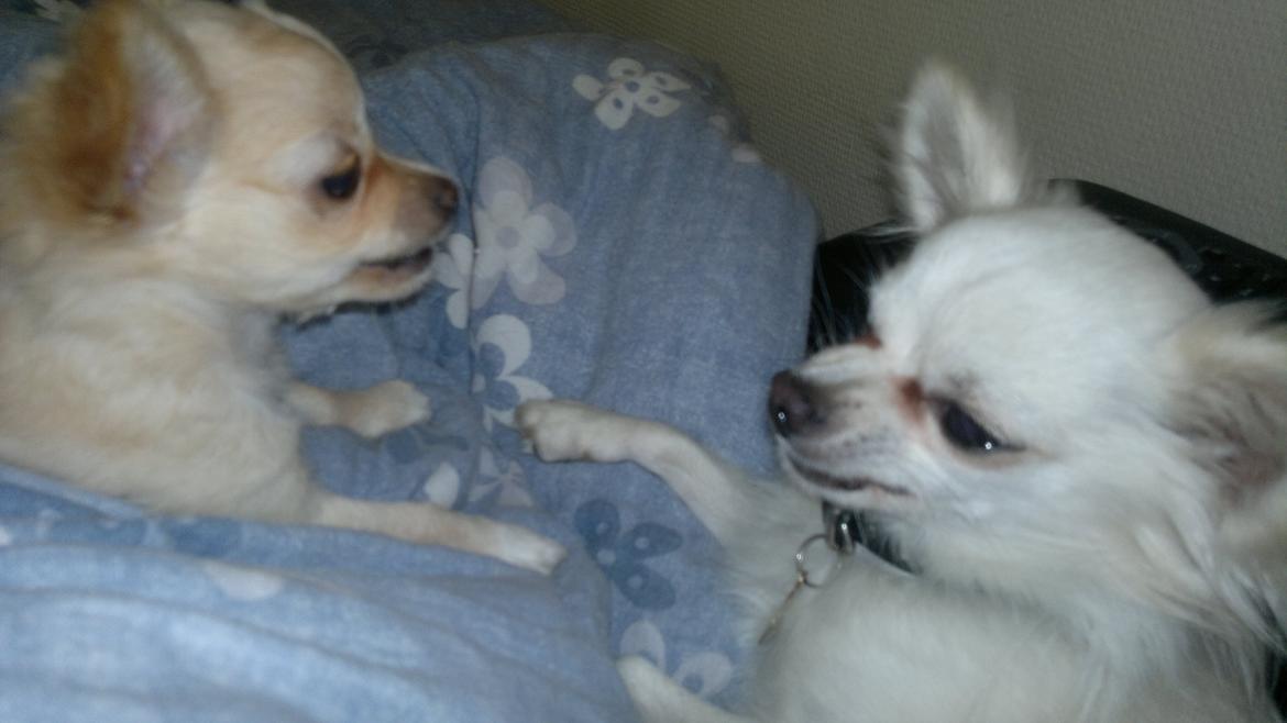 Chihuahua Chi-Royal`s Duchess Damaris billede 13