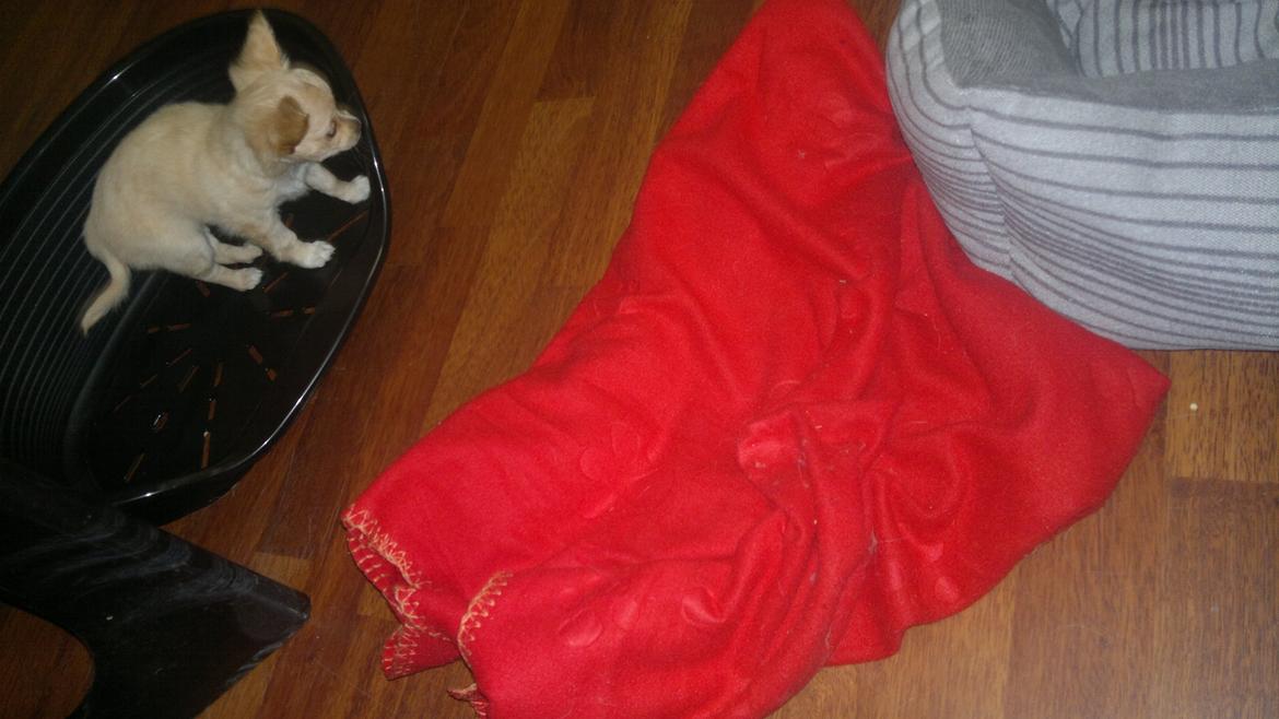 Chihuahua Chi-Royal`s Duchess Damaris billede 14