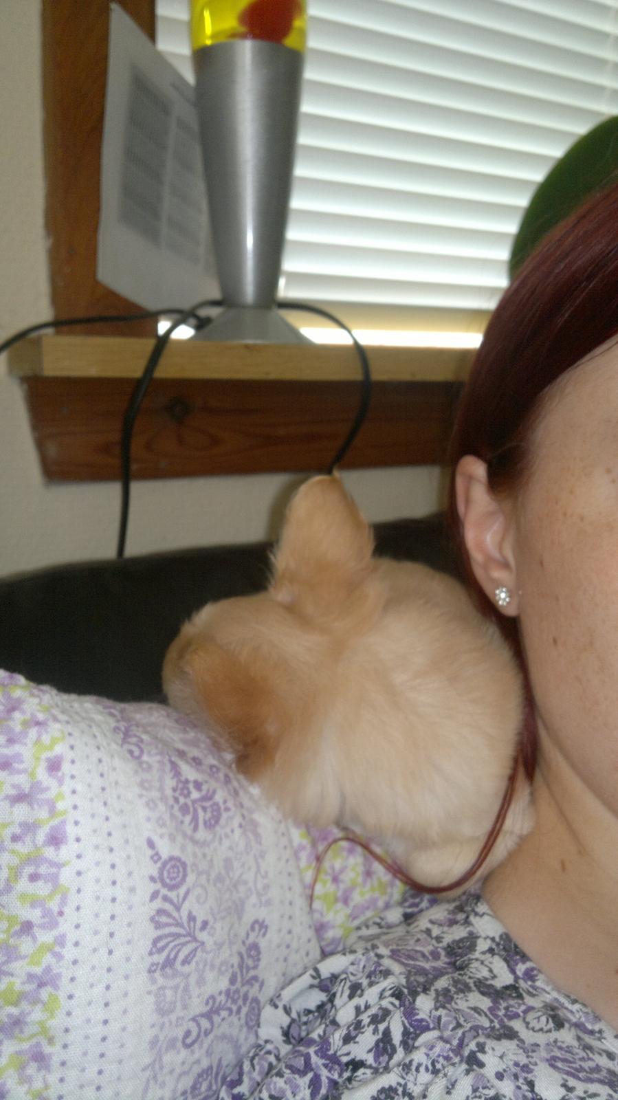 Chihuahua Chi-Royal`s Duchess Damaris billede 15