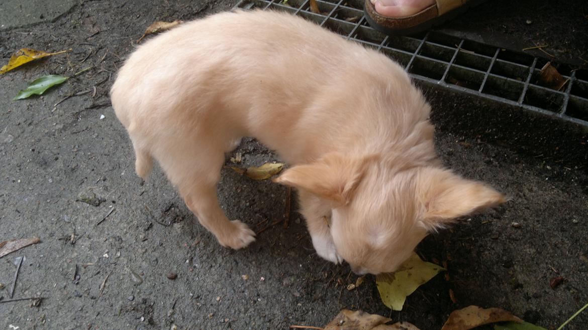 Chihuahua Chi-Royal`s Duchess Damaris billede 16