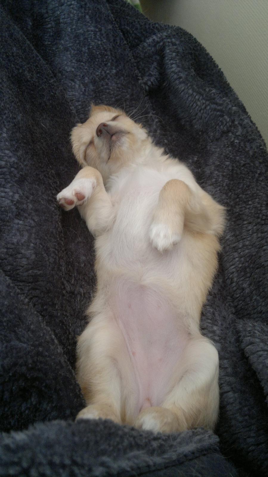 Chihuahua Chi-Royal`s Duchess Damaris billede 17