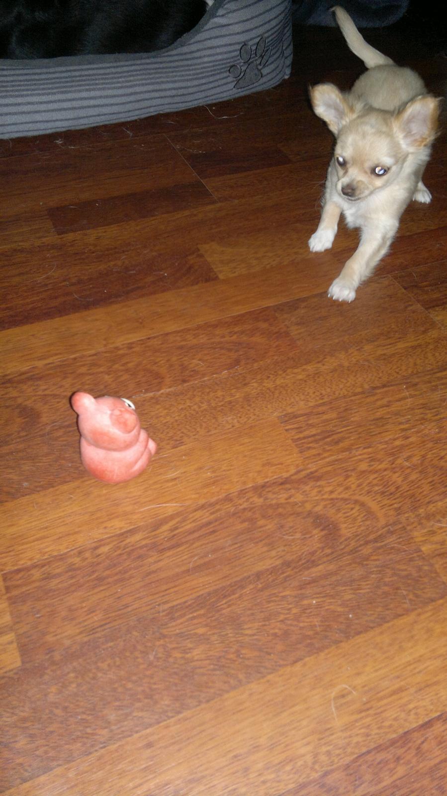 Chihuahua Chi-Royal`s Duchess Damaris billede 18