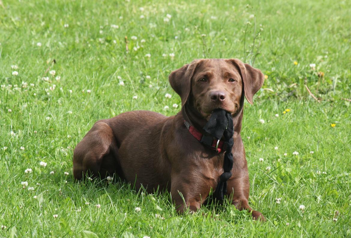 Labrador retriever - Choko :-) - Årh, Choko min lille skat <3 billede 1