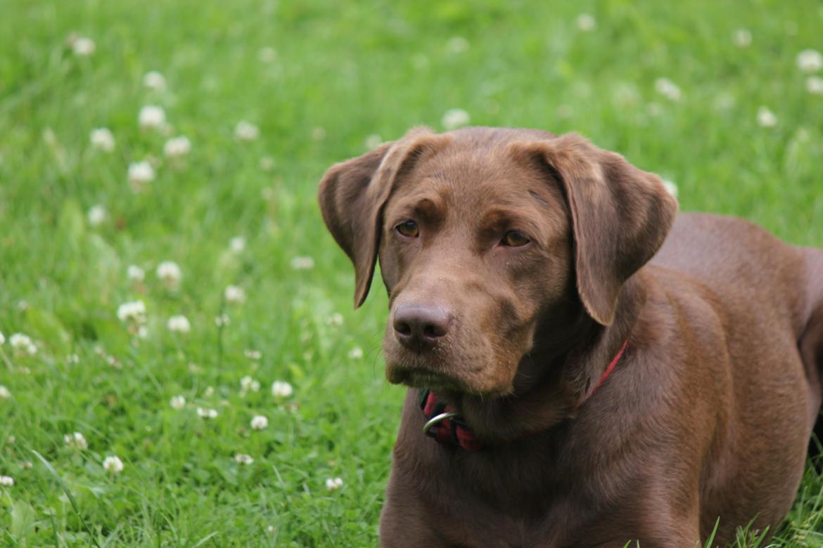 Labrador retriever - Choko :-) billede 11
