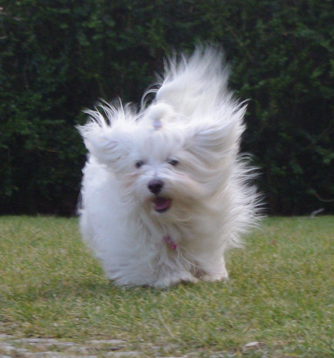 Coton de tulear Silke billede 11