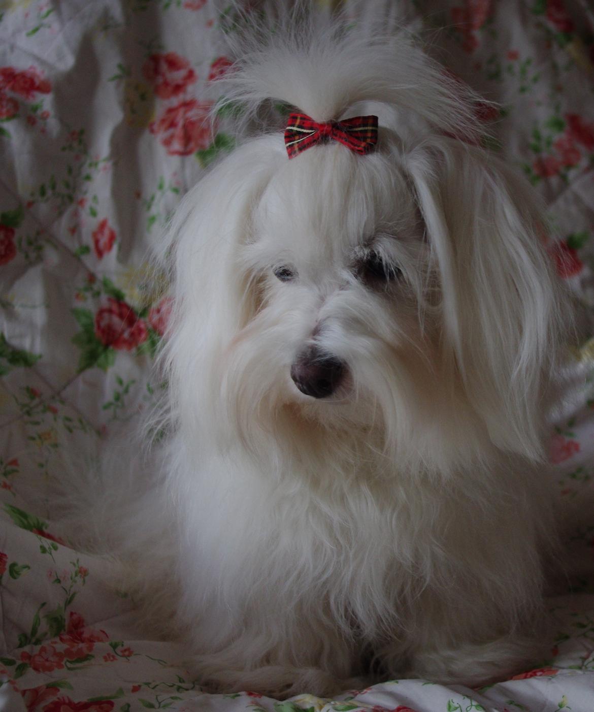 Coton de tulear Silke billede 12