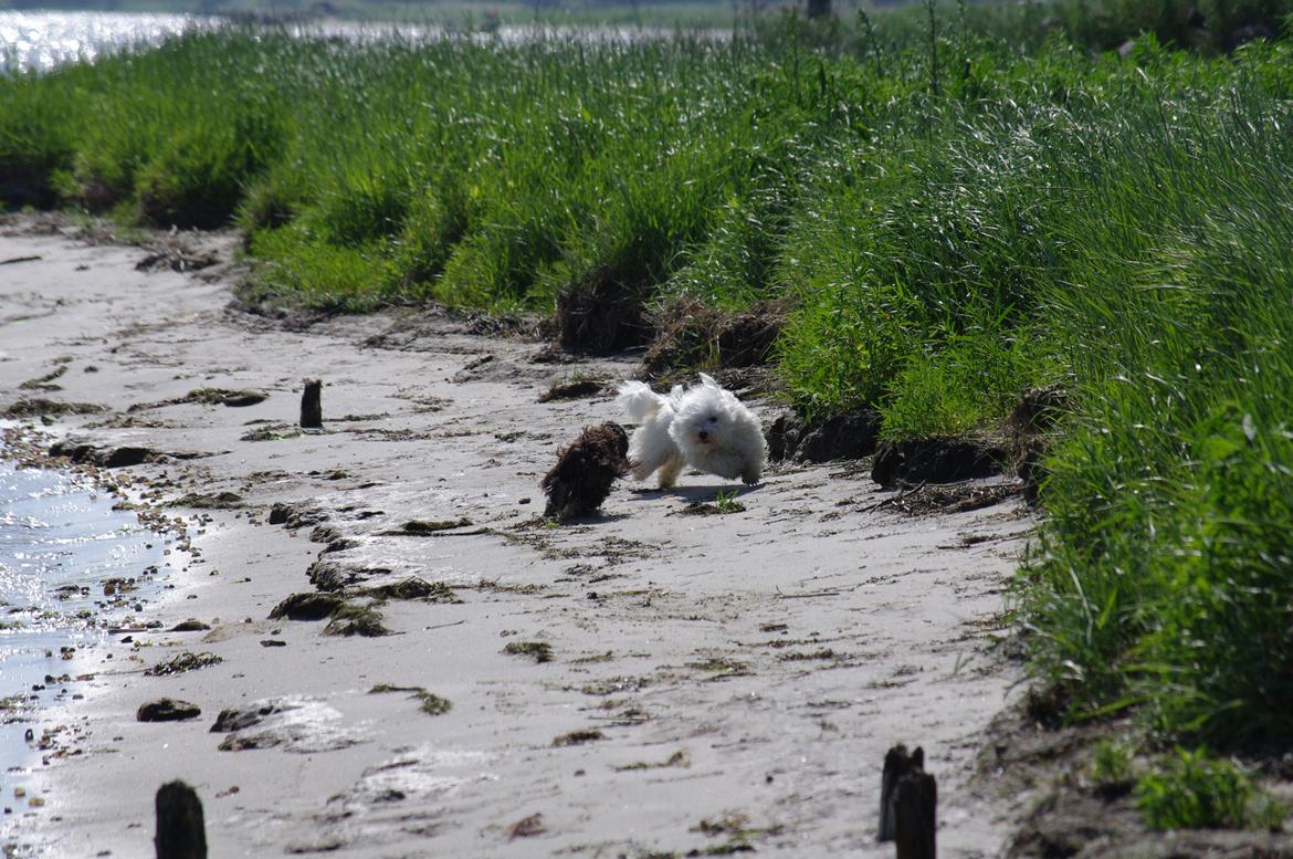 Coton de tulear Silke billede 13