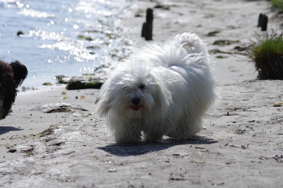 Coton de tulear Silke billede 14