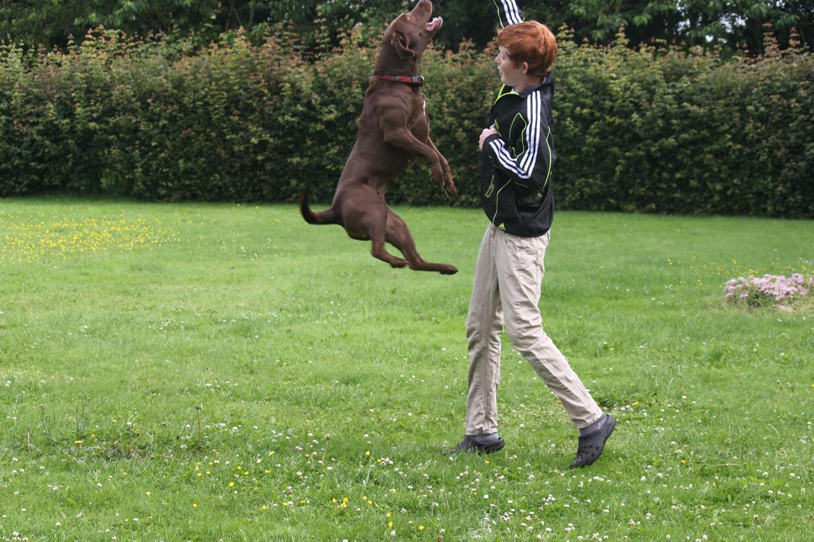 Labrador retriever - Choko :-) billede 12
