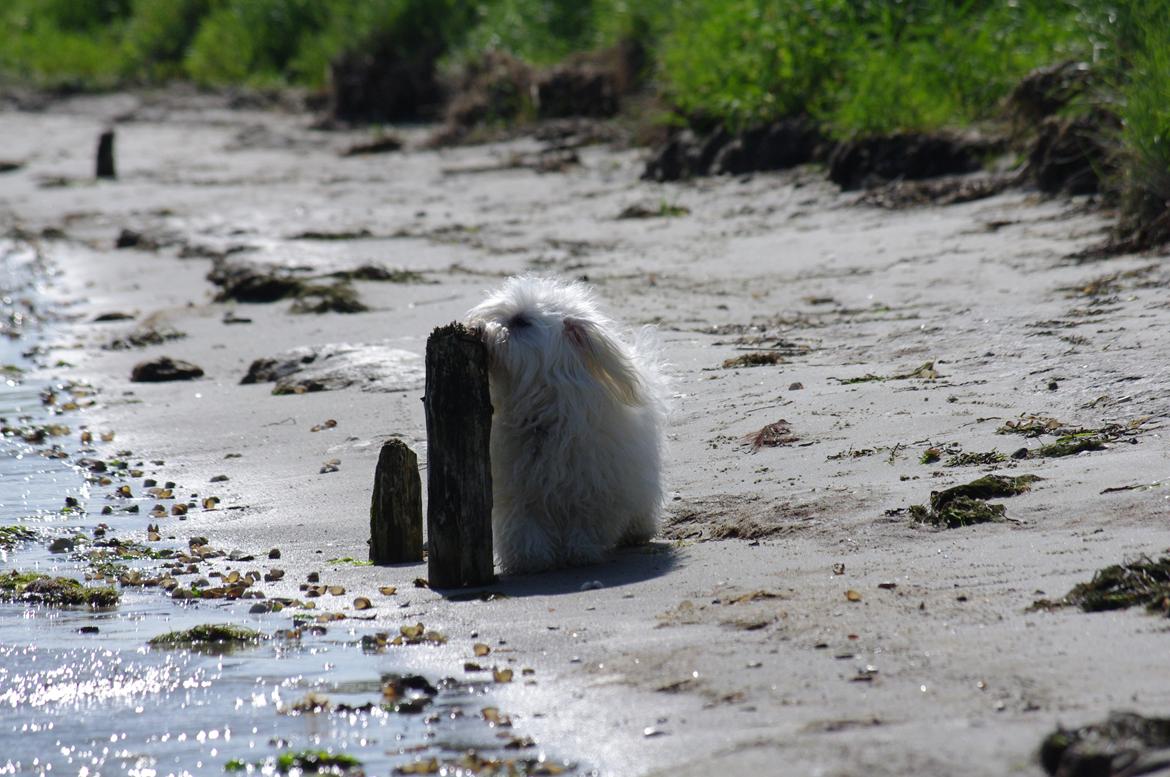 Coton de tulear Silke billede 15