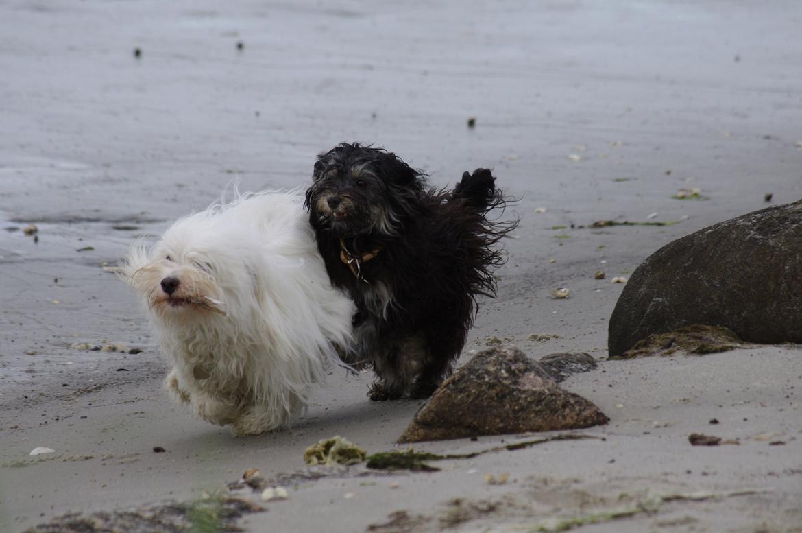 Coton de tulear Silke billede 16