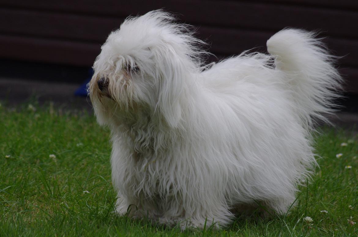 Coton de tulear Silke billede 18