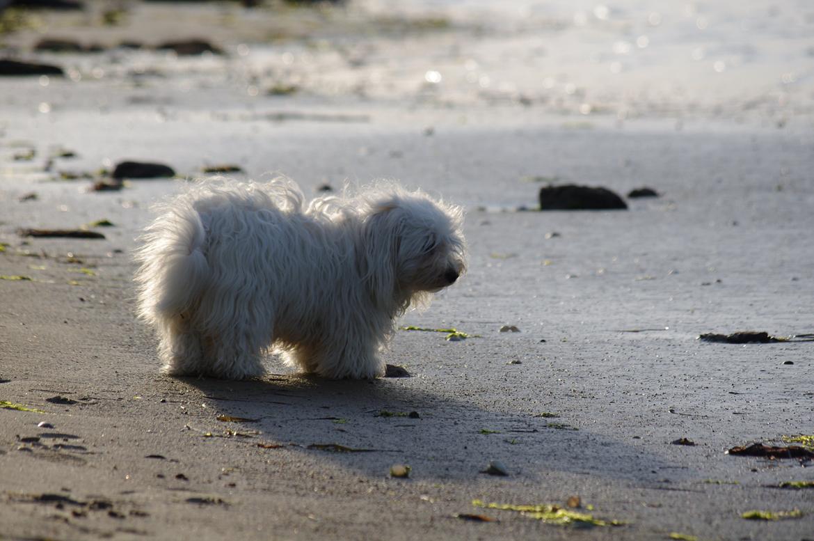 Coton de tulear Silke billede 19