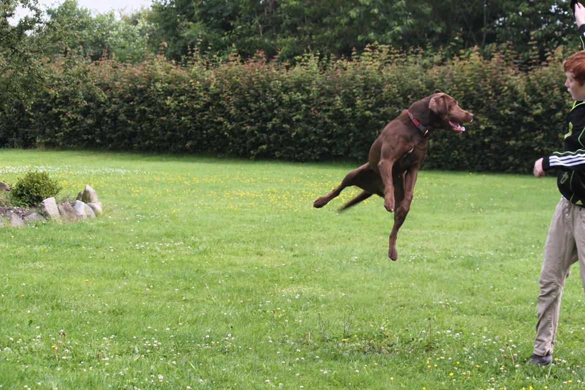 Labrador retriever - Choko :-) billede 13