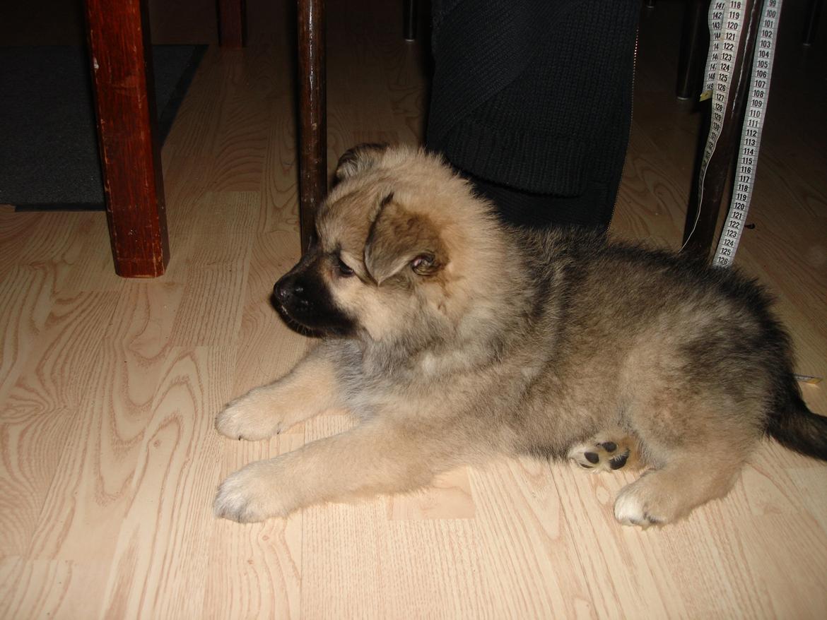 Islandsk fårehund Salka billede 1