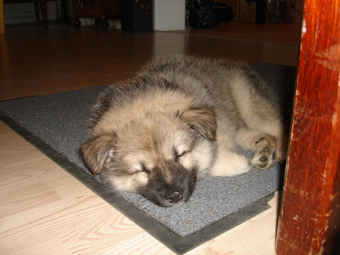 Islandsk fårehund Salka billede 2